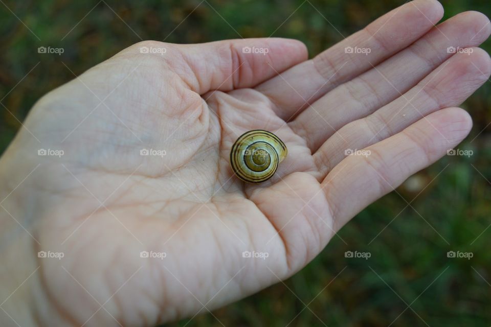 Snail, Nature, Hand, Shell, Garden