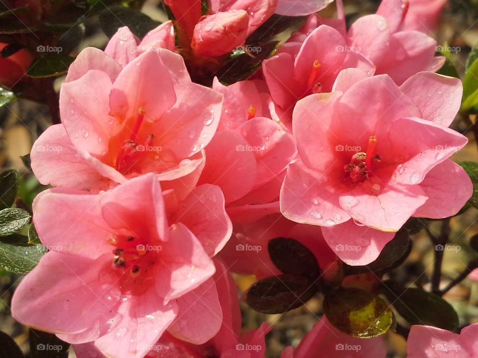 Pink Azalea 1