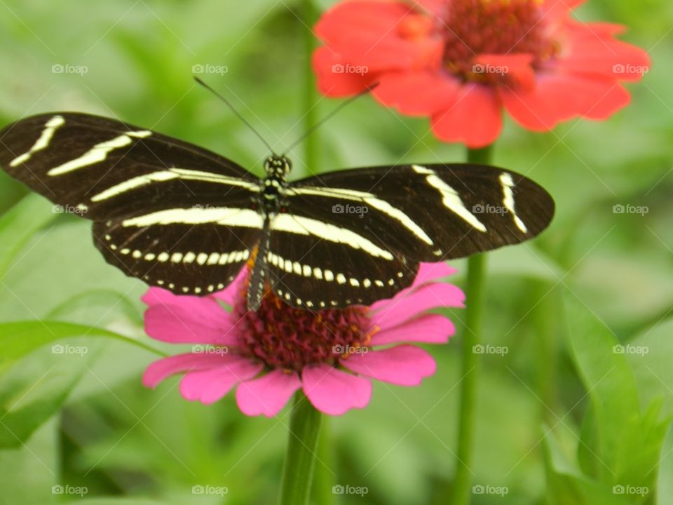 Butterfly, Insect, Nature, Wing, Summer