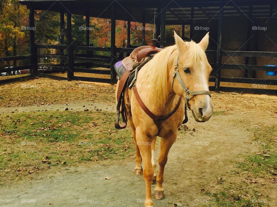 Majestic horse