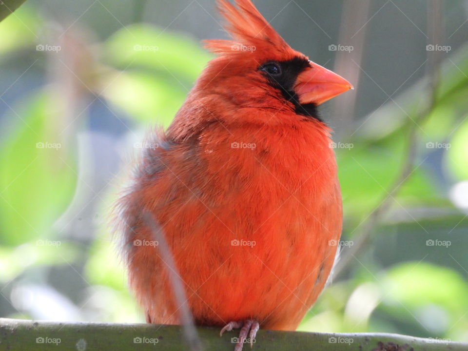 Closeup of a red cardinal with feathers ruffled by wind against blurry background