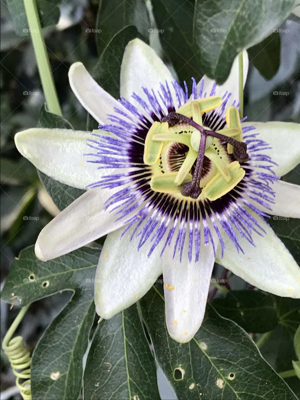 Exotic tropical Hawaiian Passion flower 