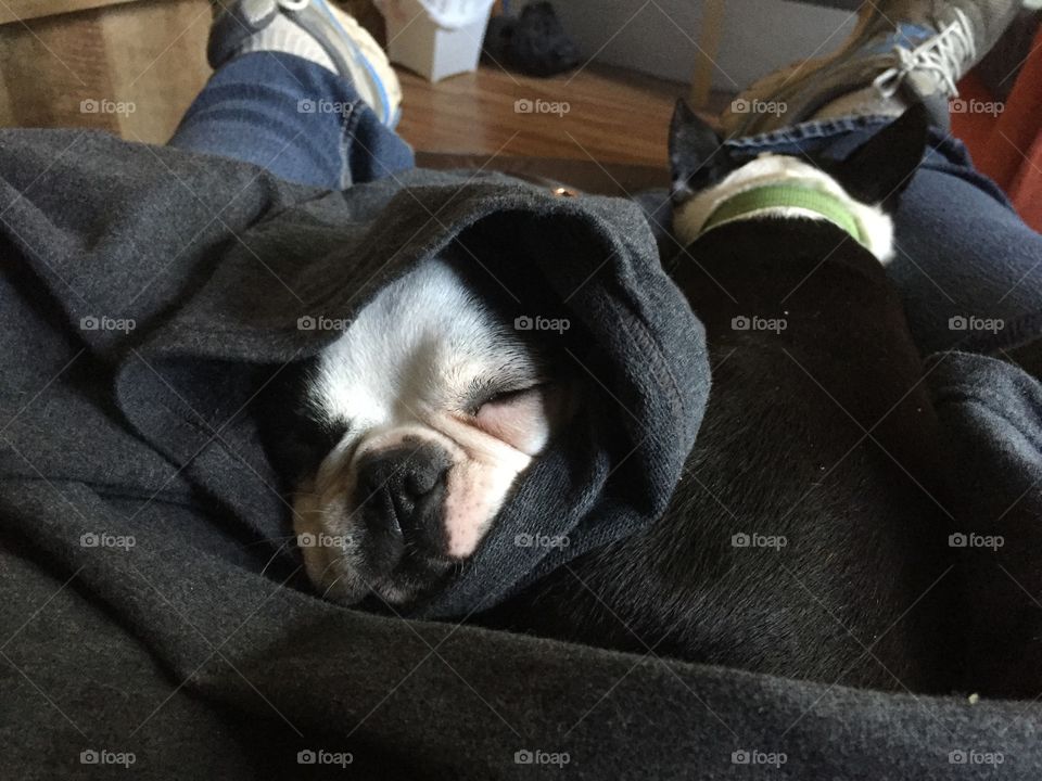 Boston terriers eat,sleep, play,  sleep, cuddle and snuggle with their humans and sleep. What a life!