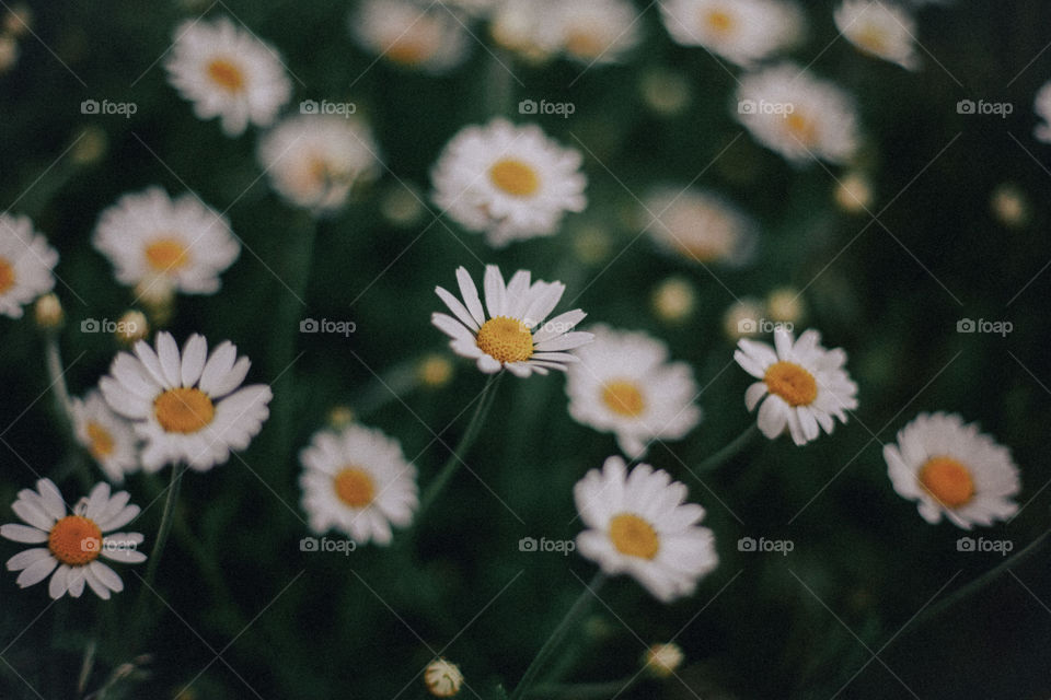 background image of daisies.  field of flowers