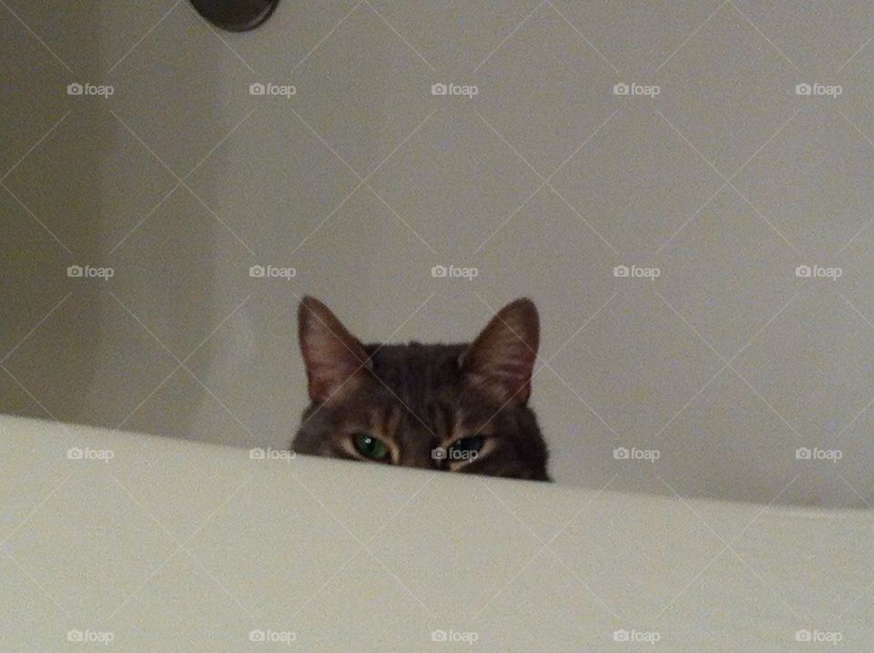 Spy cat