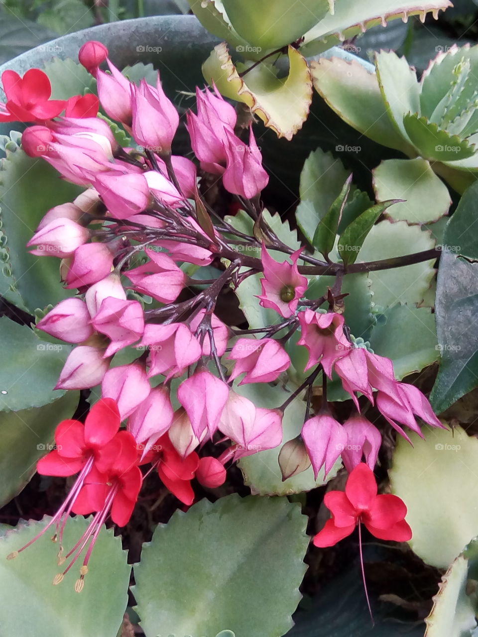 Nature, Flower, Flora, Cactus, Garden