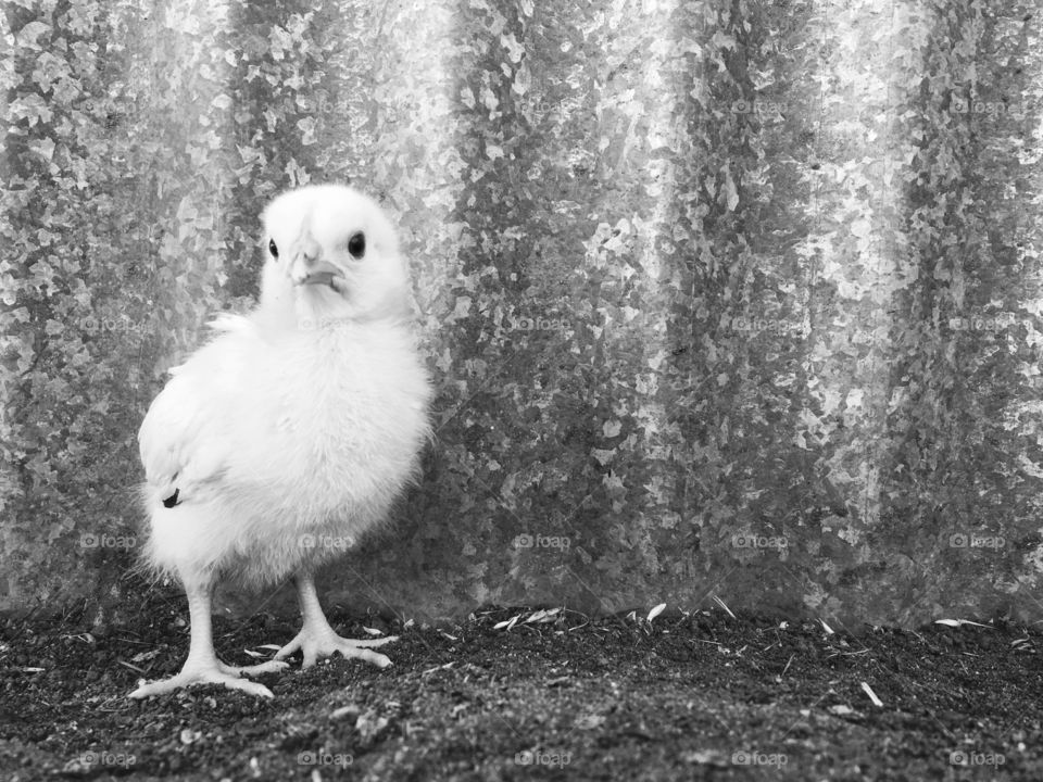 Chicken against a wall
