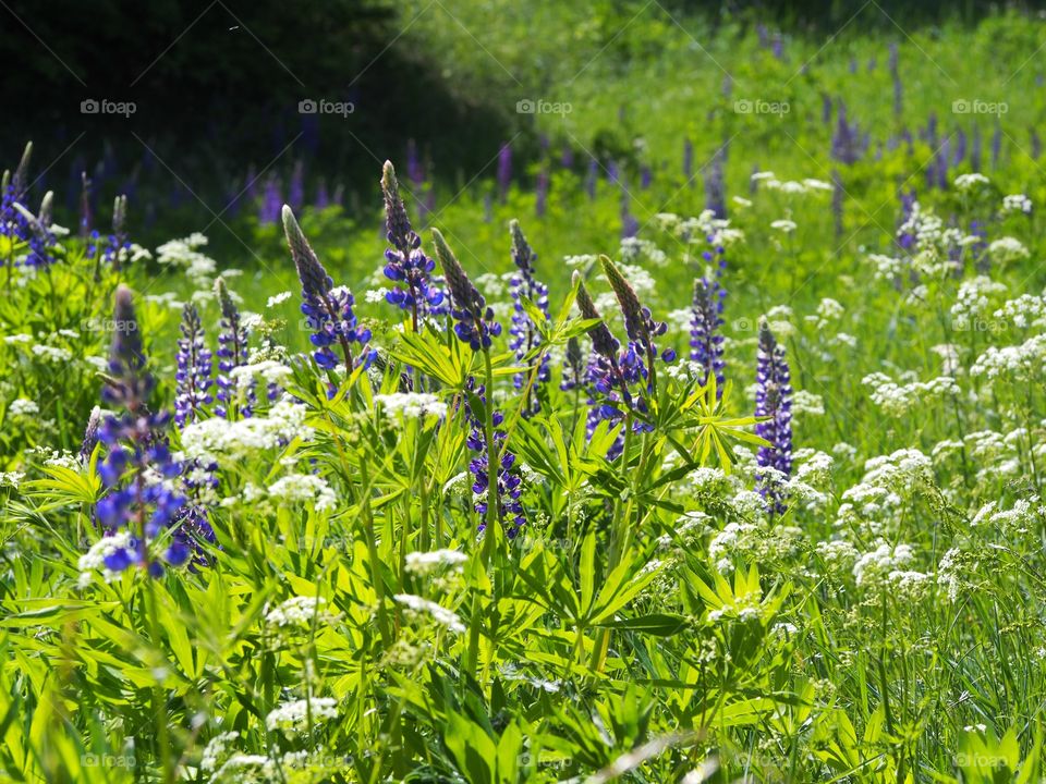 Summer in the meadow