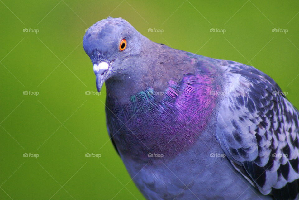 Pigeon