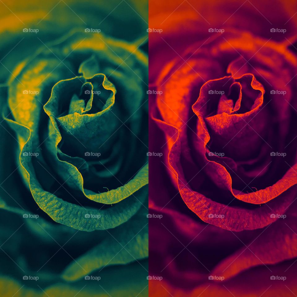 DOUBLE ROSES