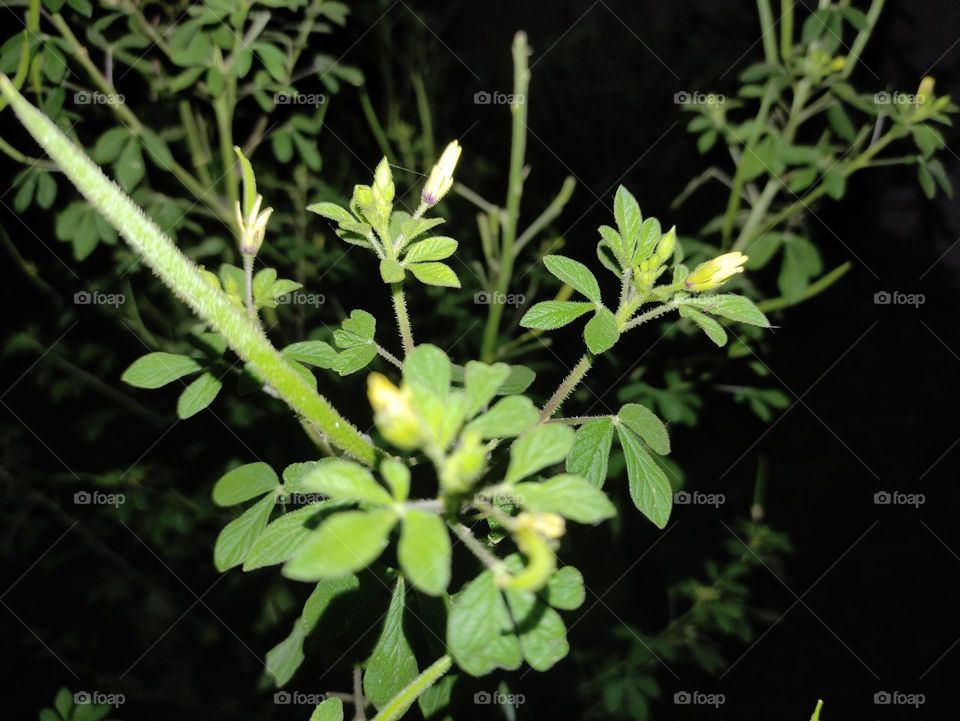 green everywhere 🌱🌿