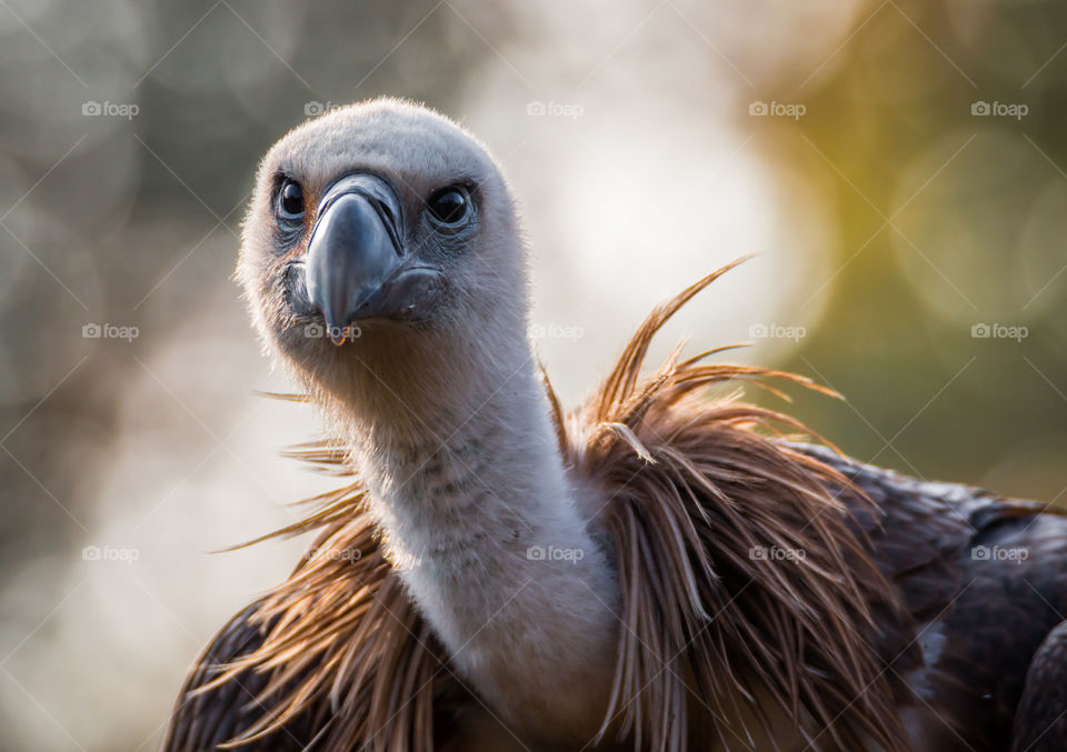 Close-up of griffon vulture