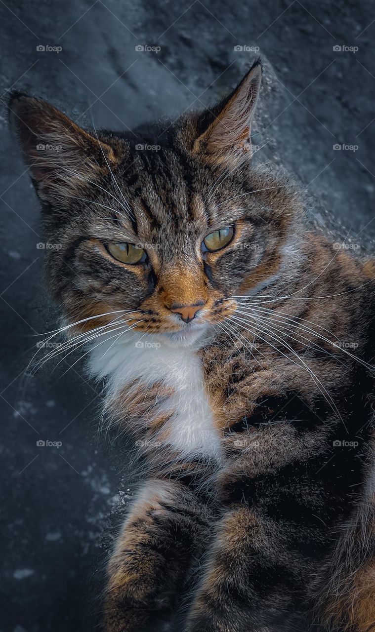 Cat-tastic Aesthetic