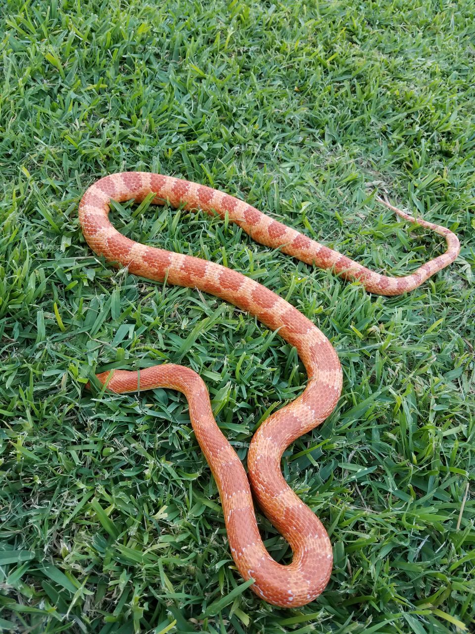 calcifer my snake