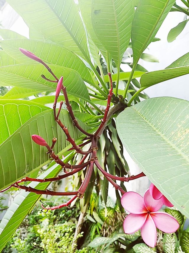 Pink flowers
