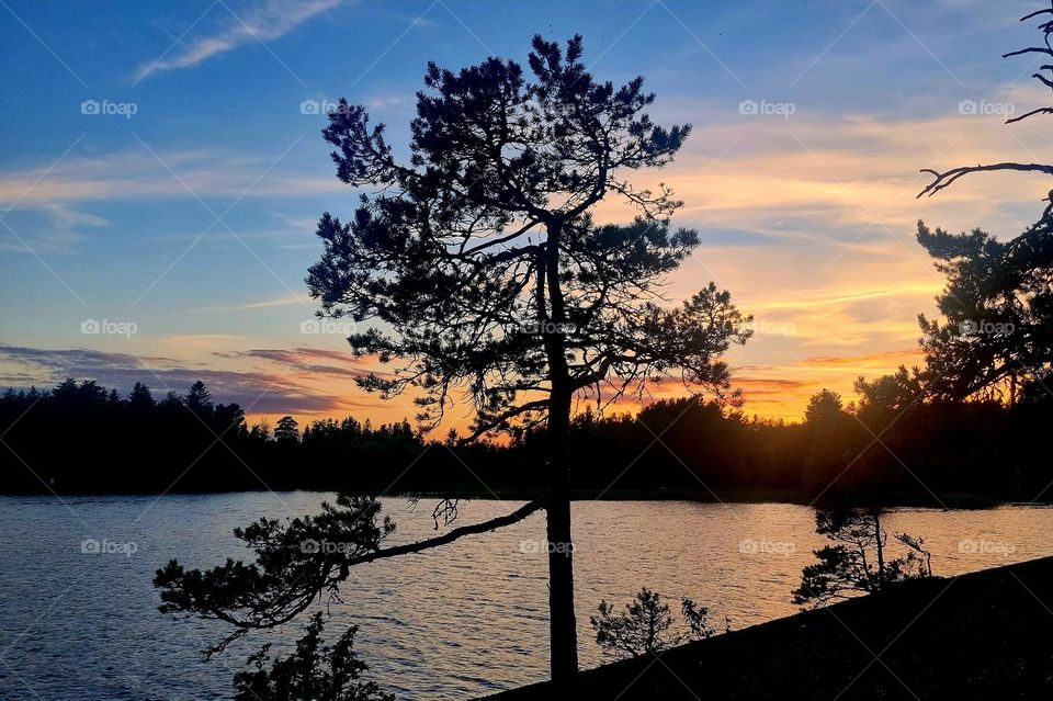 Pine tree at sunset