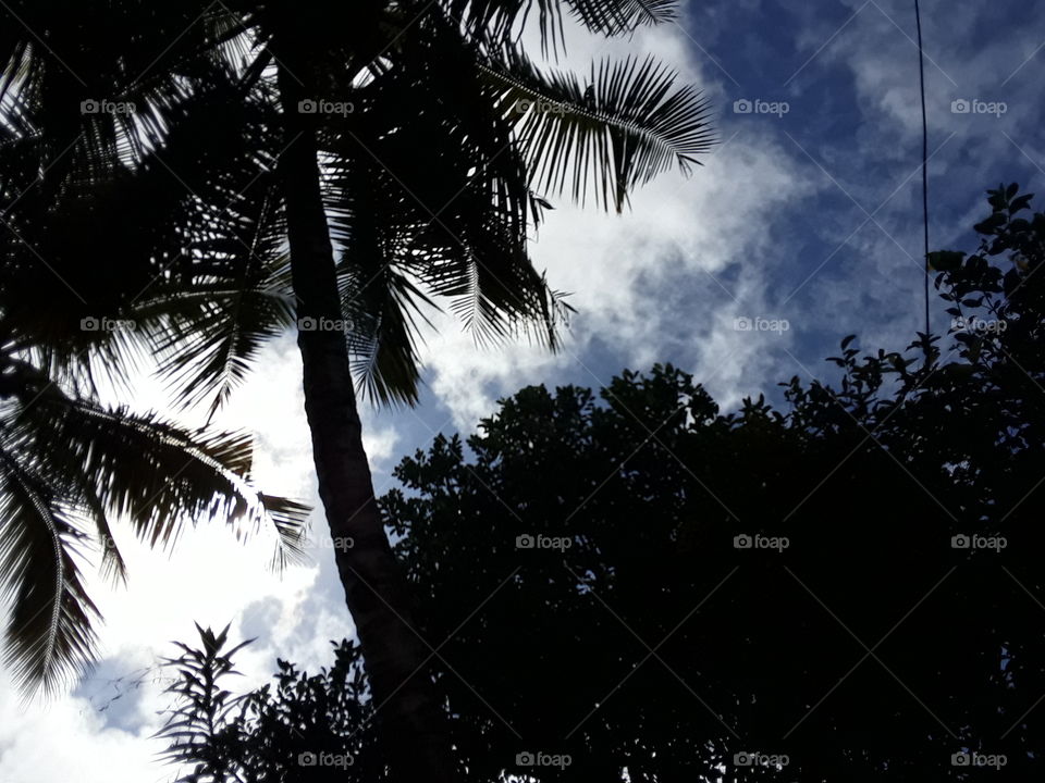 beautiful location in Sri Lanka. this is picture of coconut tree and light blue sky. it is we can get smart wallpaper.