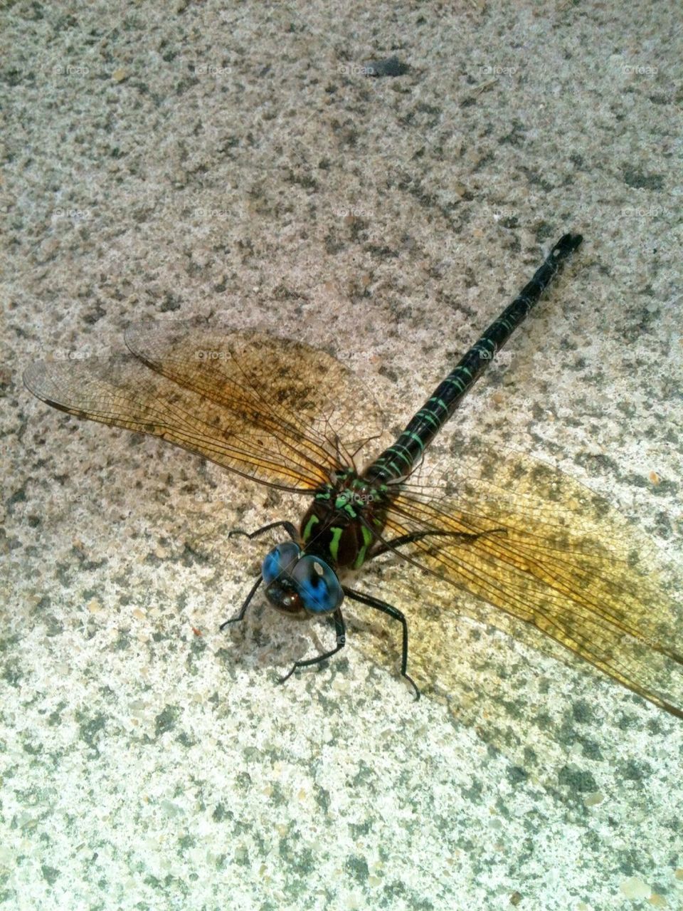 Colorful Dragonfly