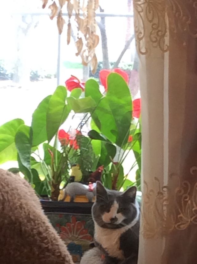 Family cat in the window 