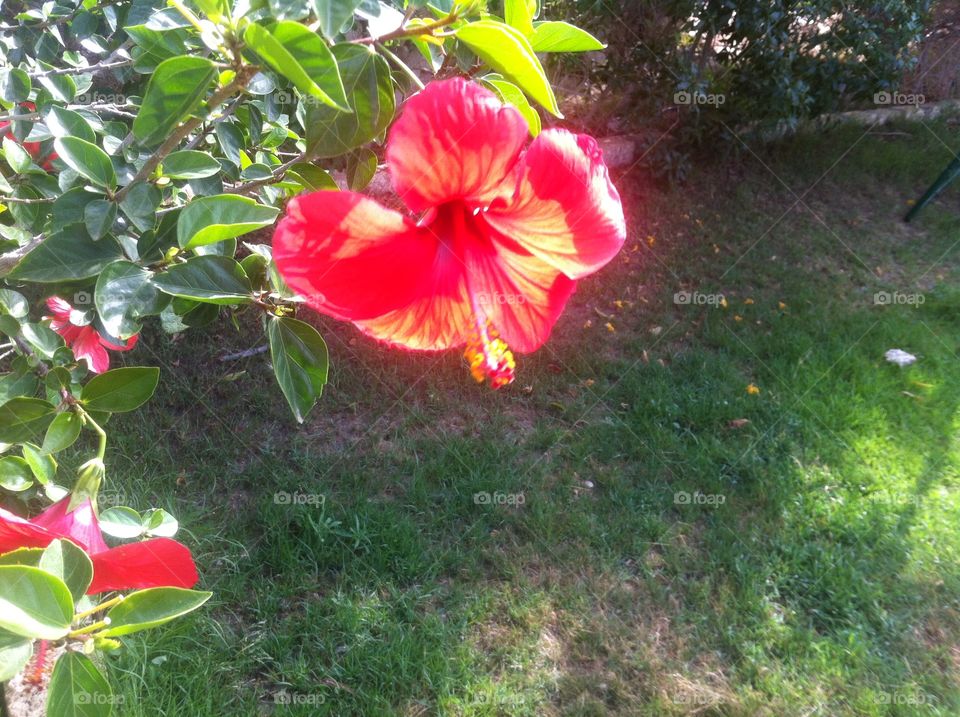 Sun Reflection on Red Flower
