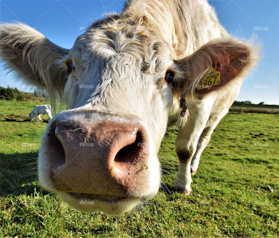 funny wide angle frog perspective close up portrait  from a white cow in a green field with blue sky