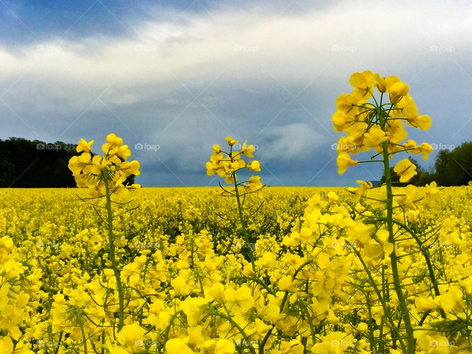 Rapsmark. Raps in Sweden before a thunderstorm