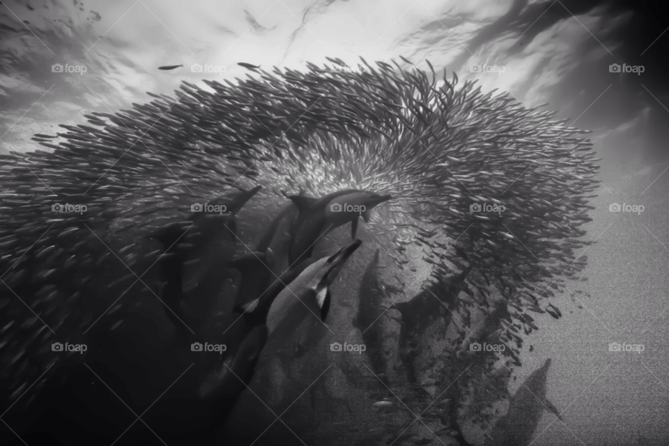 underwater dolphins sardines south africa by paulcowell