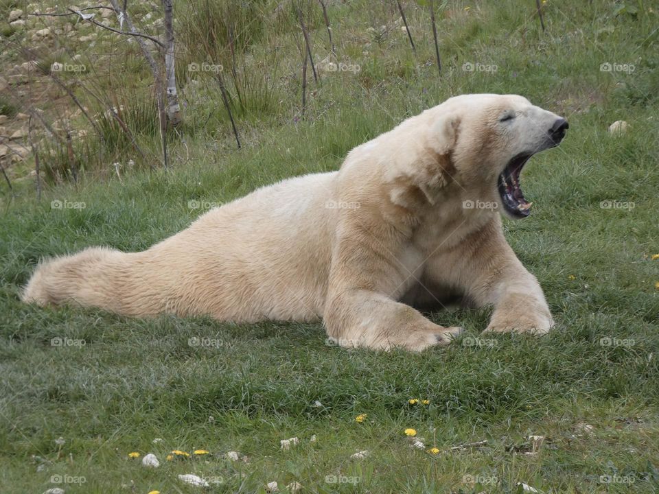 A close up of a polar bear 