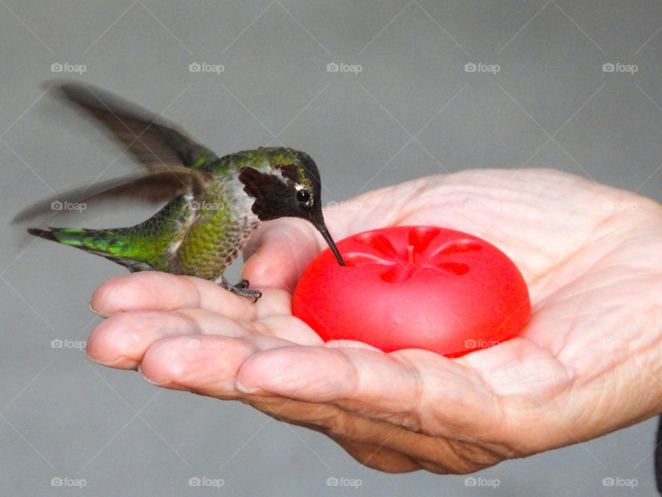 Hummingbird perched on human’s hand 