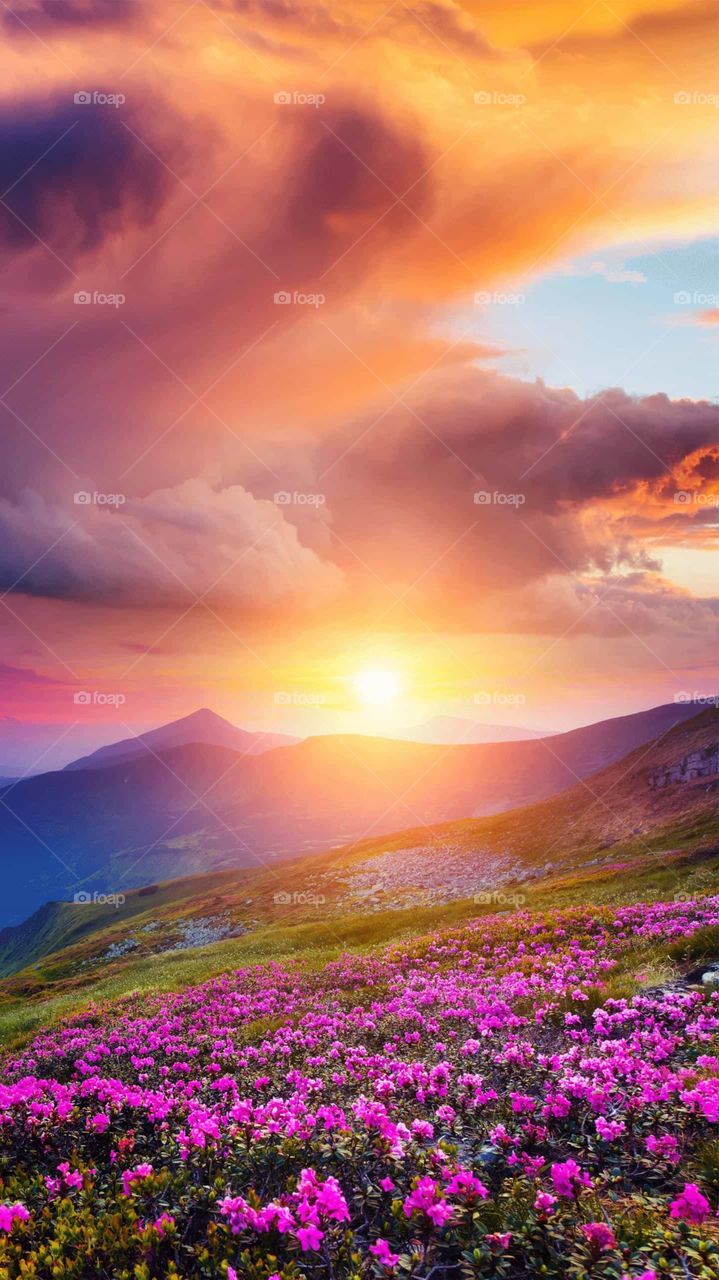 Violet+green beautiful mix