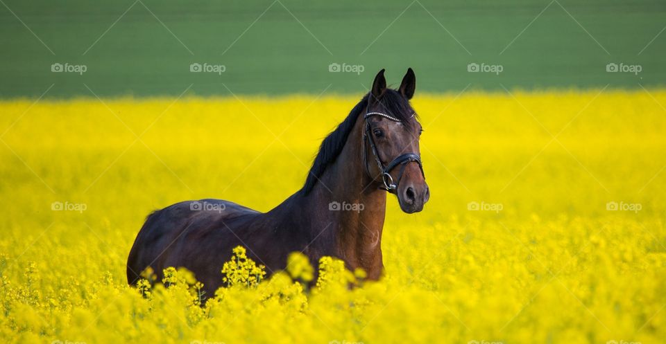 Horse in Meadow