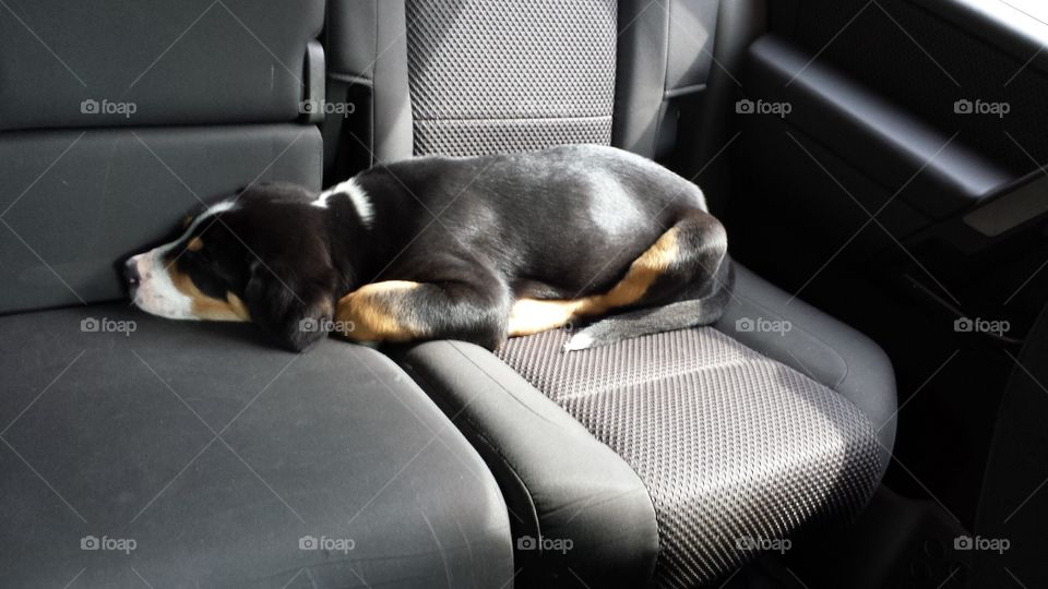 asleep in the back seat