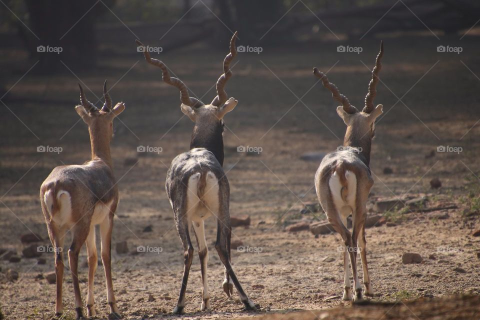 Antelope in Delhi zoo