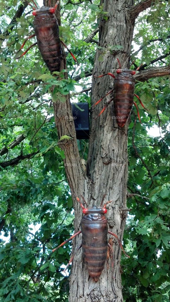 Wood, Tree, No Person, Nature, Environment