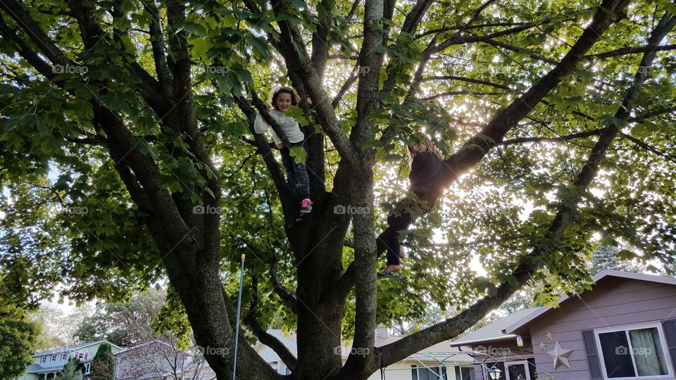climbing tree