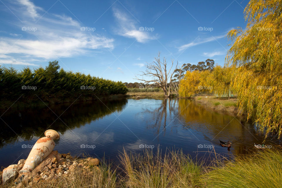 nature tree pond water by splicanka