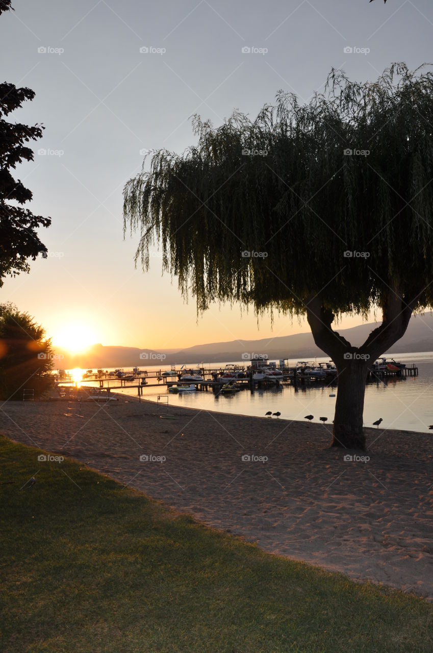 Sunset at lakeside beach with willow tree silhouette 