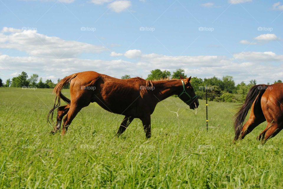 Horse on grassy field at farm