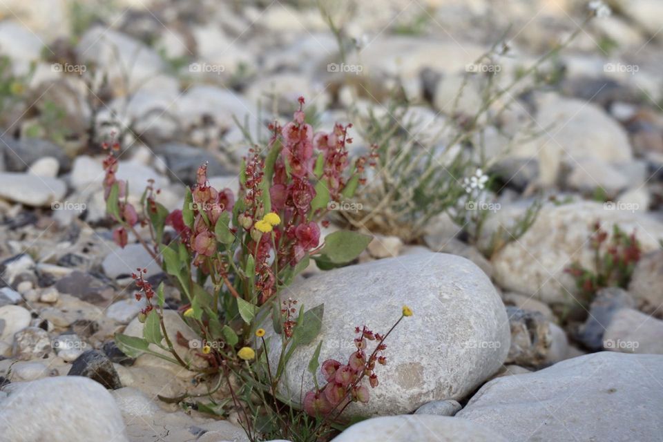 Spring in the desert