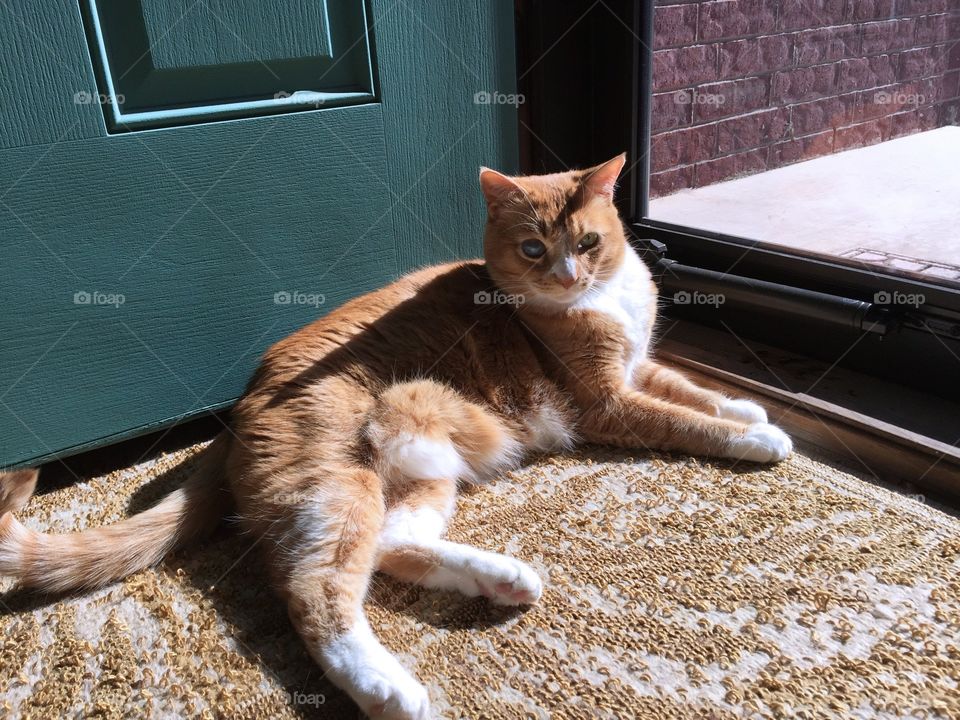 Orange tabby cat in the sun 