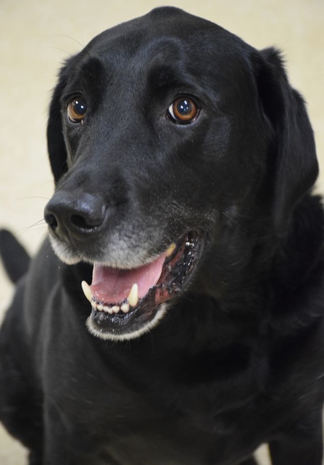 Happy Hunter