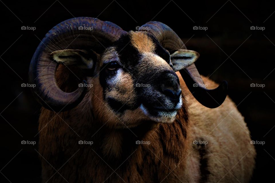 Mouflon in its natural environment