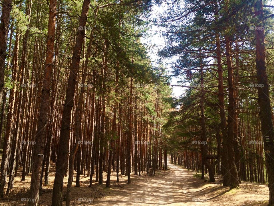 Follow the pine-needle road 