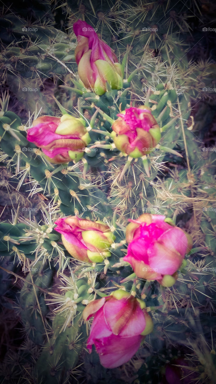 Cactus Flowers