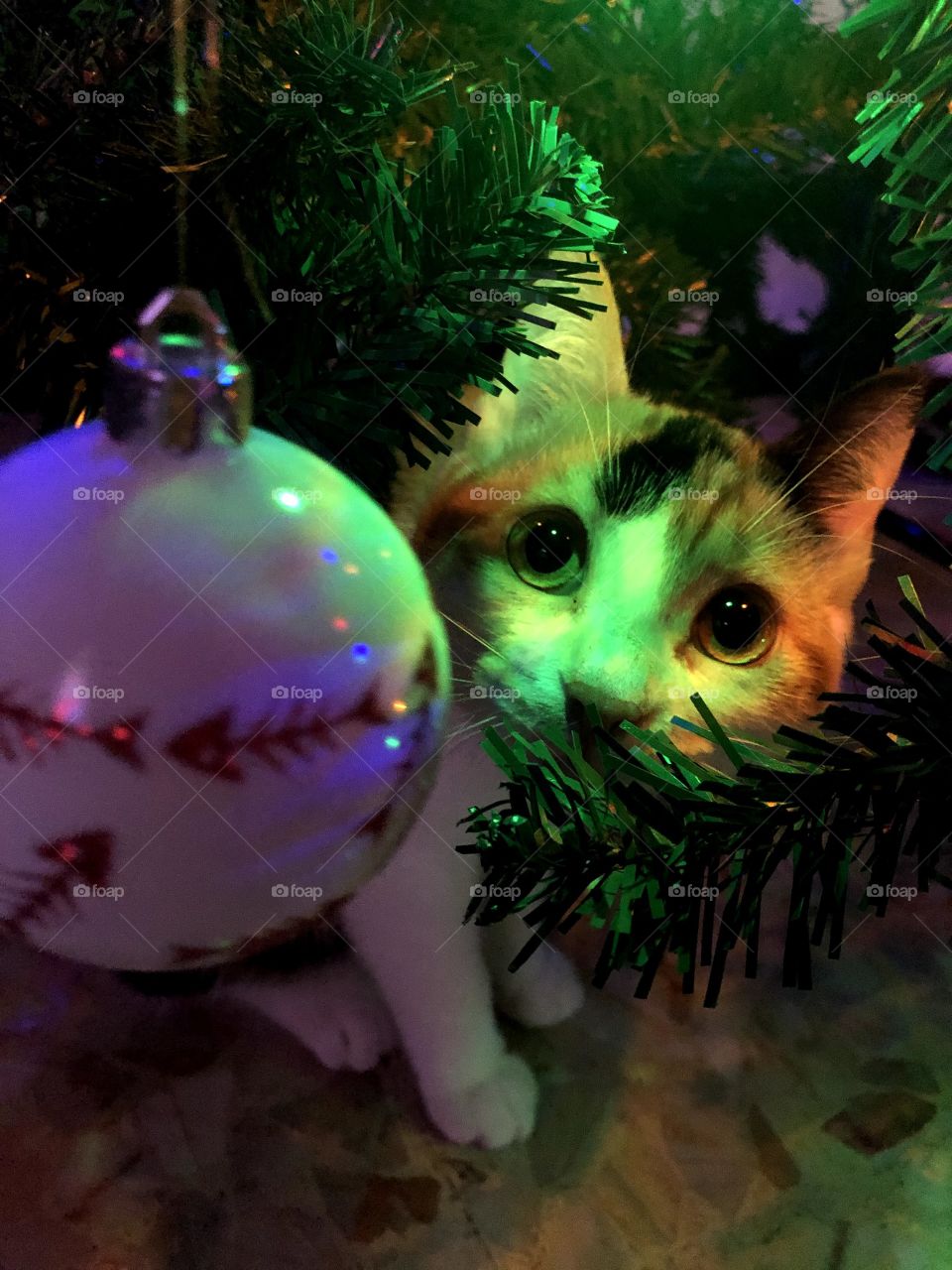 Christmas with kitty