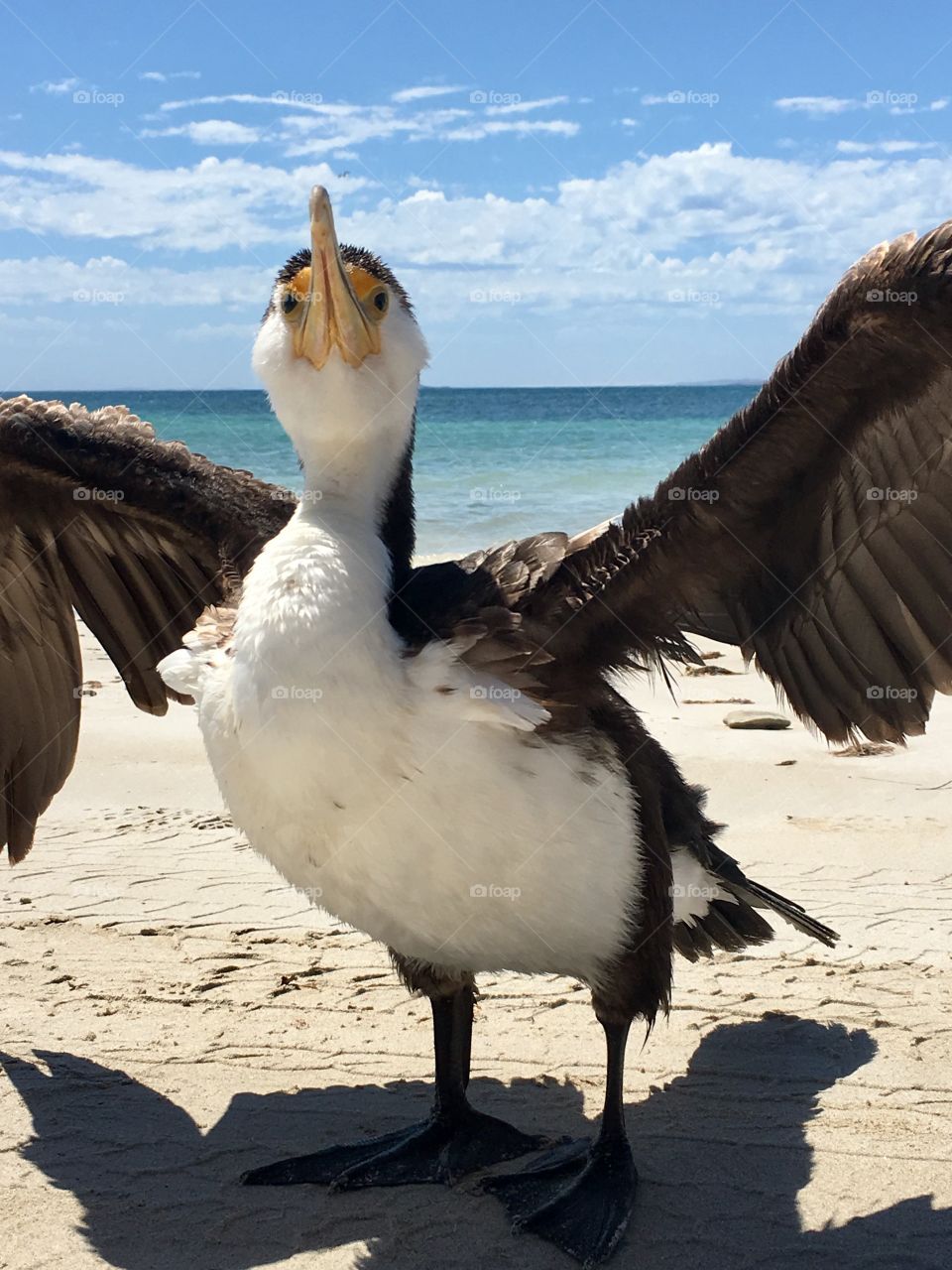 Young Cormorant seabird on beach