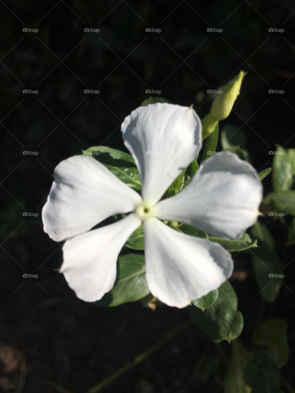 🌼#Flores do nosso #jardim, para alegrar e embelezar nosso dia!
#Jardinagem é nosso #hobby.
🌹
#flor #flowers #flower #pétalas #garden #natureza #nature #flora