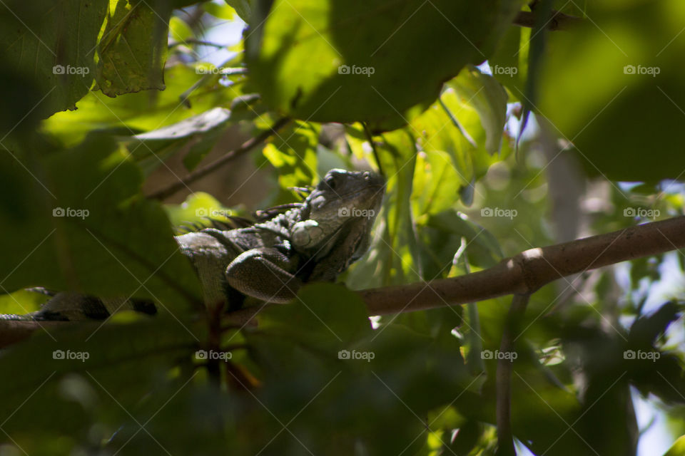 Iguana