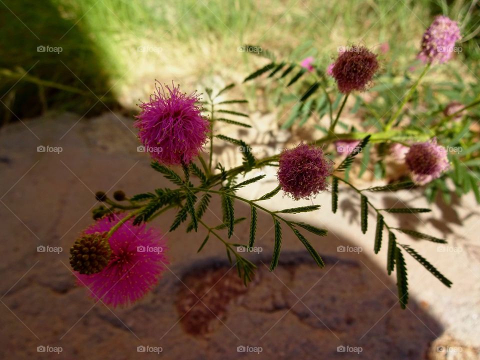 Pink balls flowers