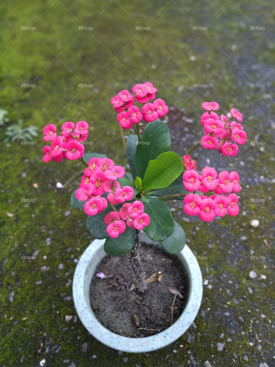 red little beautiful Torn flower